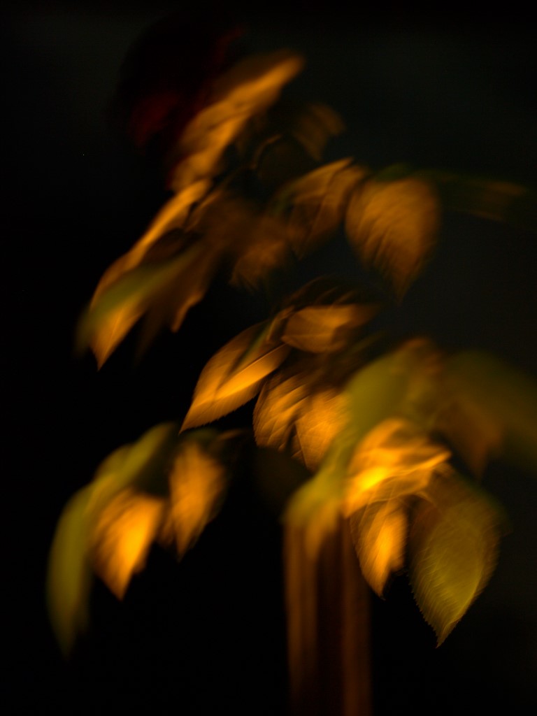 ART PHOTO FLEUR DE NUIT 1