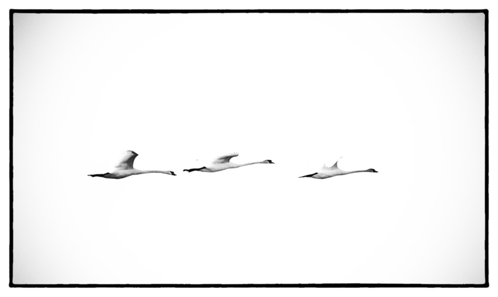 ART PHOTOGRAPHY STORKS