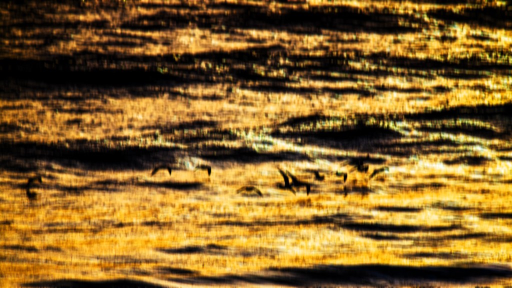 ART PHOTOGRAPHY SEAGULLS