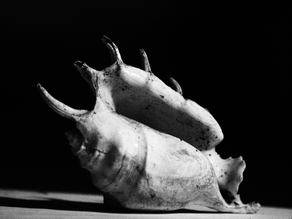 ART PHOTOGRAPHY COQUILLE_ART_5