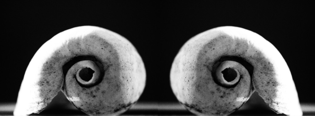 ART PHOTOGRAPHY SPIRAL DE VIE 1