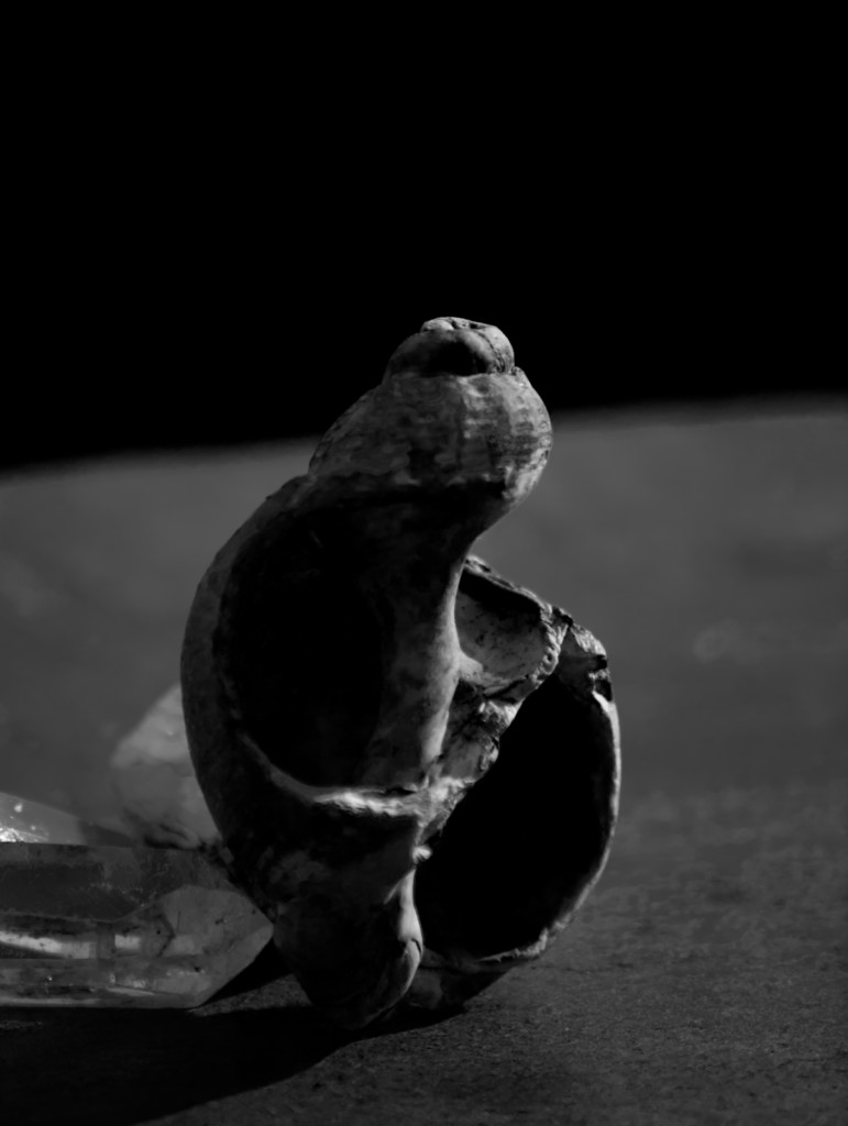 ART PHOTOGRAPHY COQUILLE_ART_6