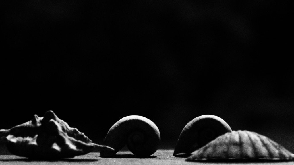 ART PHOTOGRAPHY COQUILLE_ART_12