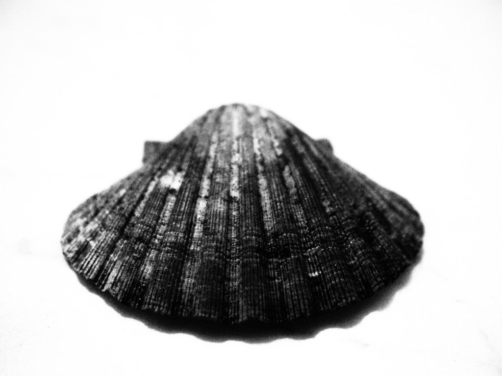 ART PHOTOGRAPHY COQUILLE_ART_13