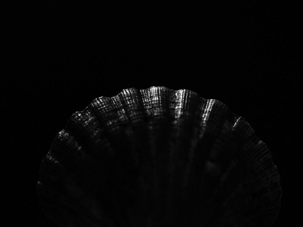 ART PHOTOGRAPHY COQUILLE_ART_15