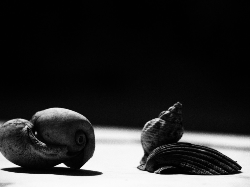 ART PHOTOGRAPHY COQUILLE_ART_21