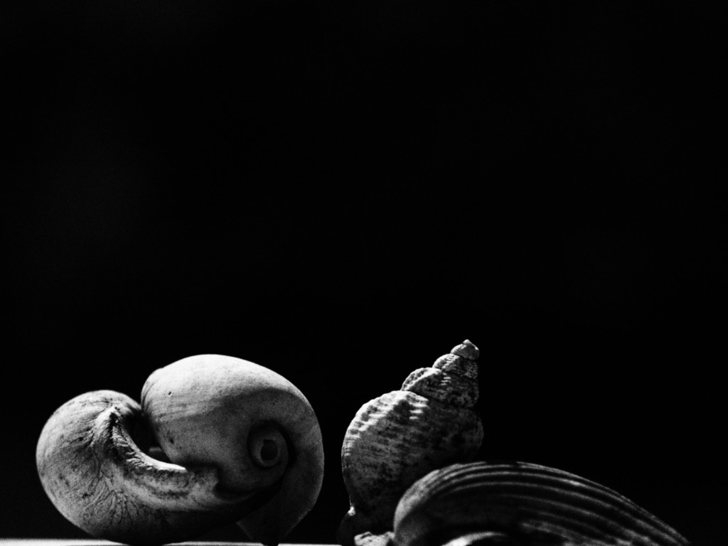 ART PHOTOGRAPHY COQUILLE_ART_22