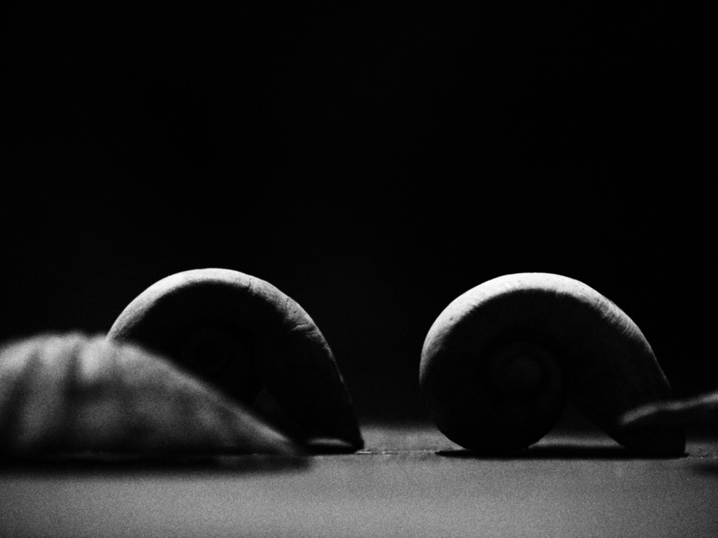 ART PHOTOGRAPHY COQUILLE_ART_24