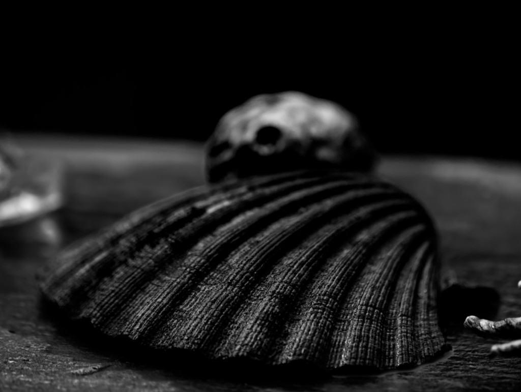 ART PHOTOGRAPHY COQUILLE_ART_34