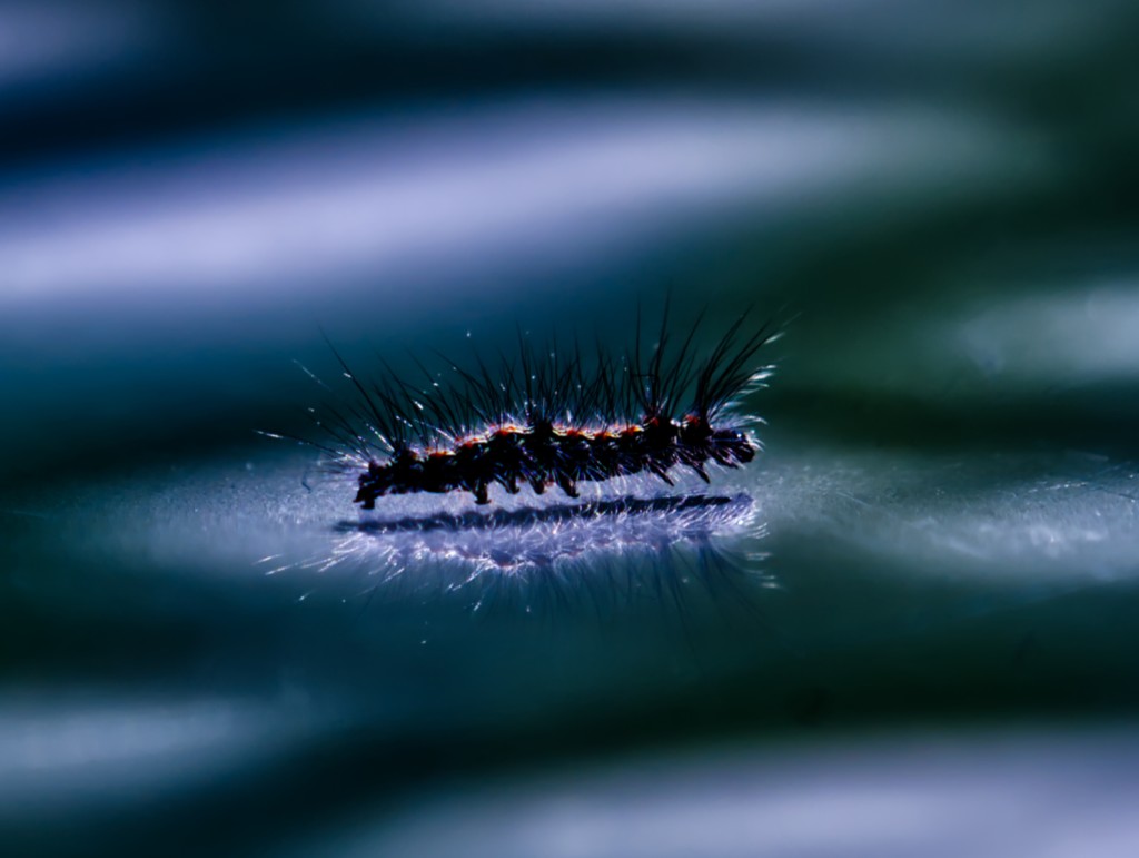 ART PHOTO DAS SCHOENE MONSTER