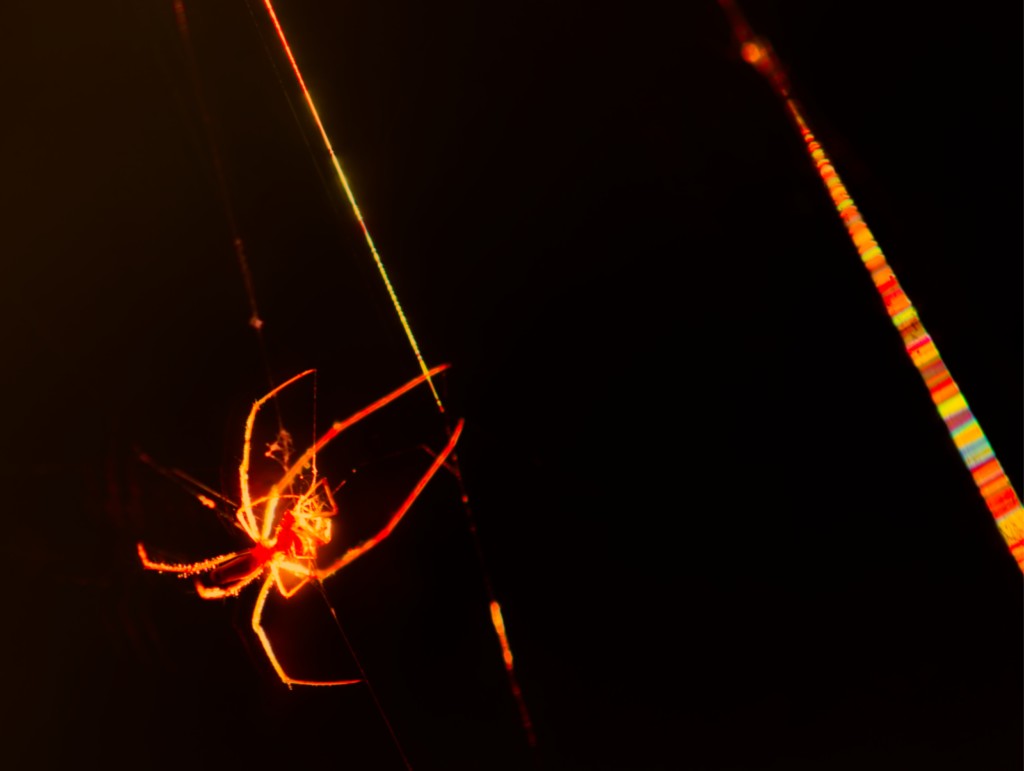 ART PHOTO COLORED SPIDER