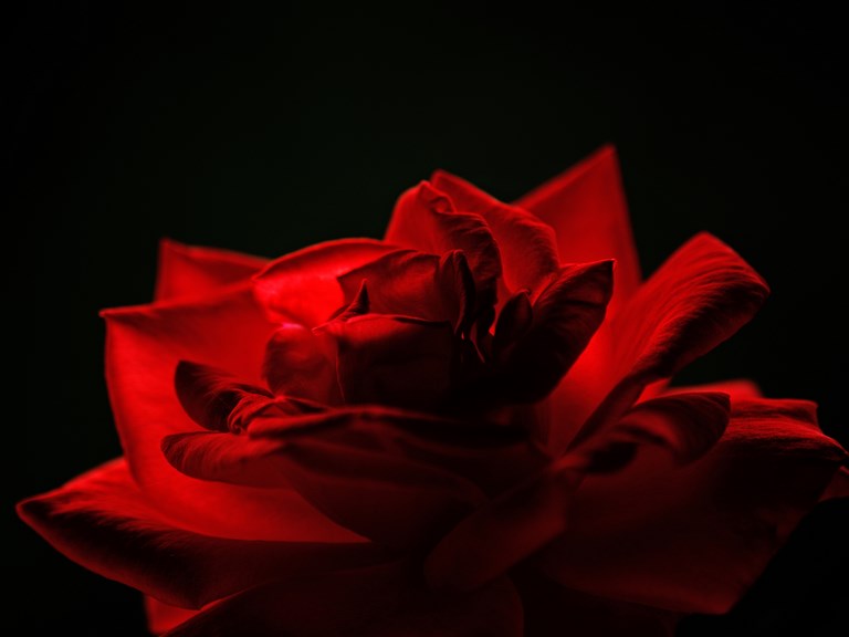 LE ROUGE