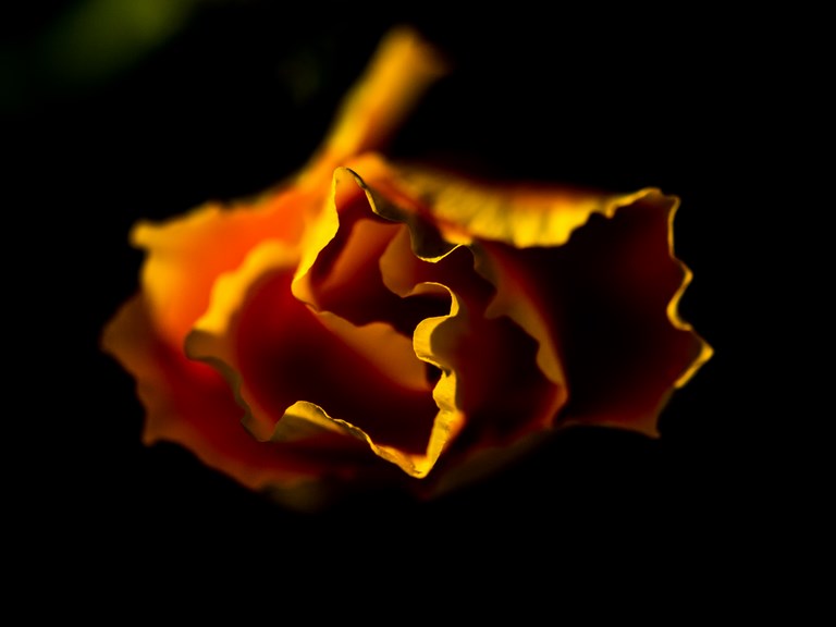 ART FLORAL 01