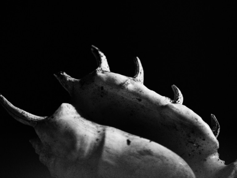 ART PHOTOGRAPHY COQUILLE_ART_1