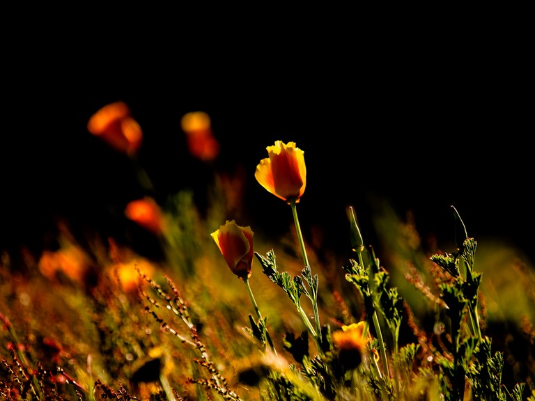 "Eveil du printemps"