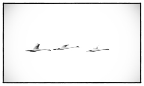 ART PHOTOGRAPHY STORKS