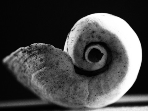 ART PHOTOGRAPHY SPIRAL DE VIE 3