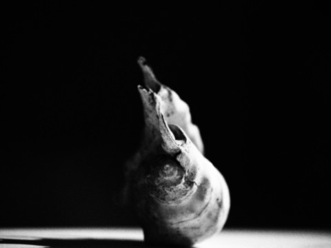 ART PHOTOGRAPHY COQUILLE_ART_2