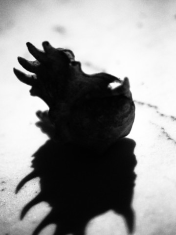 ART PHOTOGRAPHY COQUILLE_ART_3