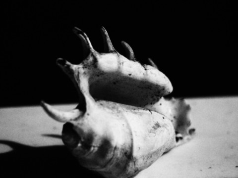 ART PHOTOGRAPHY COQUILLE_ART_4