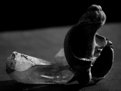 ART PHOTOGRAPHY COQUILLE_ART_6