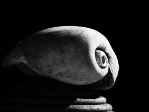 ART PHOTOGRAPHY COQUILLE_ART_8