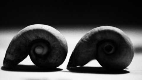 ART PHOTOGRAPHY COQUILLE_ART_9