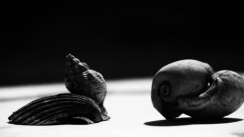 ART PHOTOGRAPHY COQUILLE_ART_10