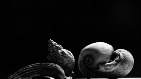 ART PHOTOGRAPHY COQUILLE_ART_11