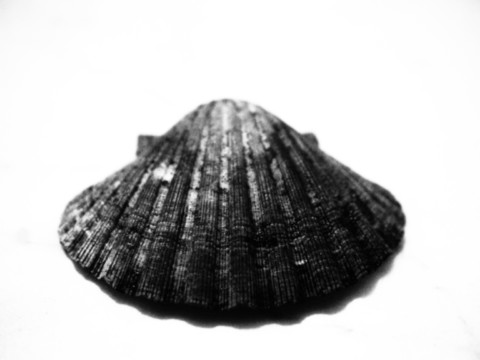 ART PHOTOGRAPHY COQUILLE_ART_13