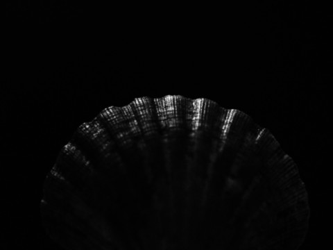 ART PHOTOGRAPHY COQUILLE_ART_15