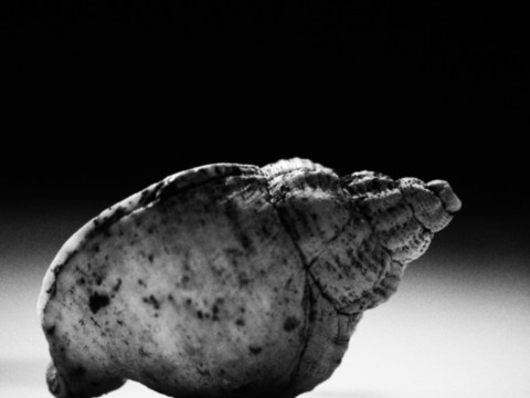 ART PHOTOGRAPHY COQUILLE_ART_16