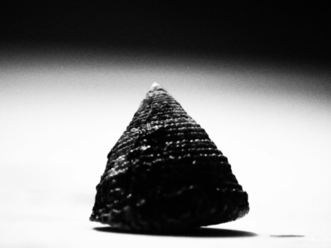 ART PHOTOGRAPHY COQUILLE_ART_17