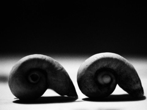 ART PHOTOGRAPHY COQUILLE_ART_19