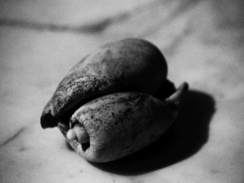 ART PHOTOGRAPHY COQUILLE_ART_20