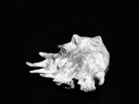 ART PHOTOGRAPHY COQUILLE_ART_23