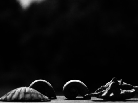 ART PHOTOGRAPHY COQUILLE_ART_25