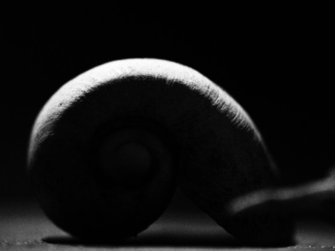 ART PHOTOGRAPHY COQUILLE_ART_26