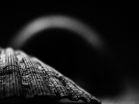 ART PHOTOGRAPHY COQUILLE_ART_27