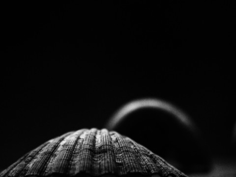 ART PHOTOGRAPHY COQUILLE_ART_28