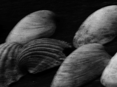 ART PHOTOGRAPHY COQUILLE_ART_29