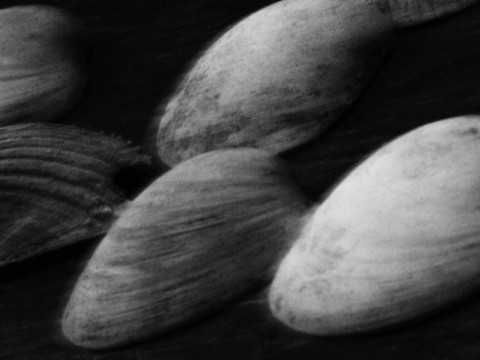 ART PHOTOGRAPHY COQUILLE_ART_30