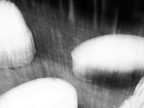 ART PHOTOGRAPHY COQUILLE_ART_32