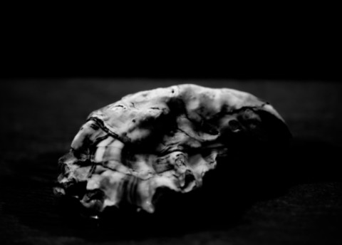 ART PHOTOGRAPHY COQUILLE_ART_33