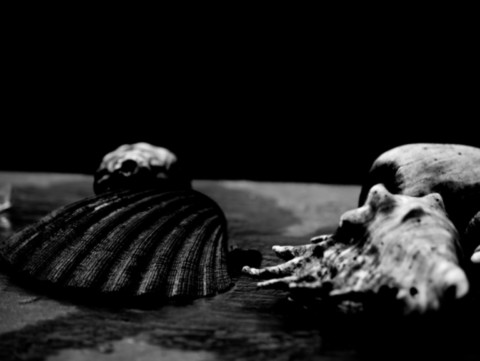 ART PHOTOGRAPHY COQUILLE_ART_35