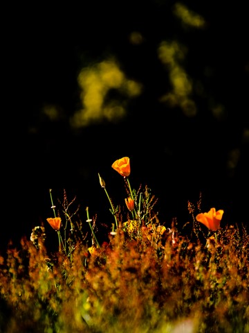 "Eveil du printemps 09"
