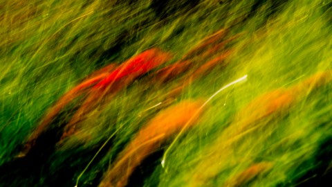 Eveil du printemps